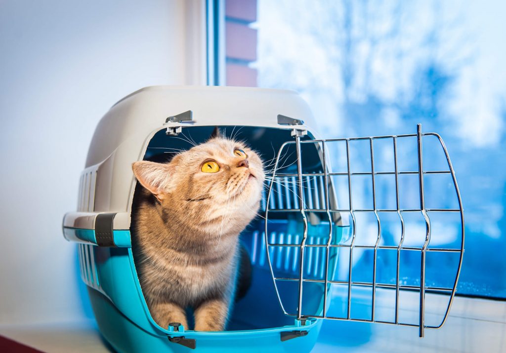 Pet Delivery
