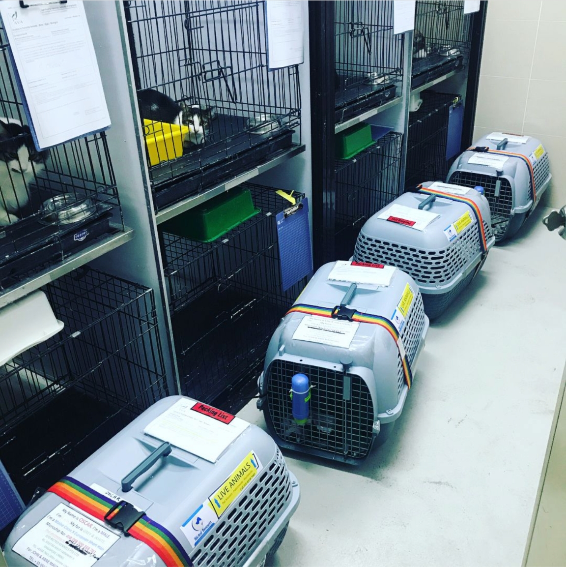Pet Delivery Service - Sky Bridge Cargo Logistics
