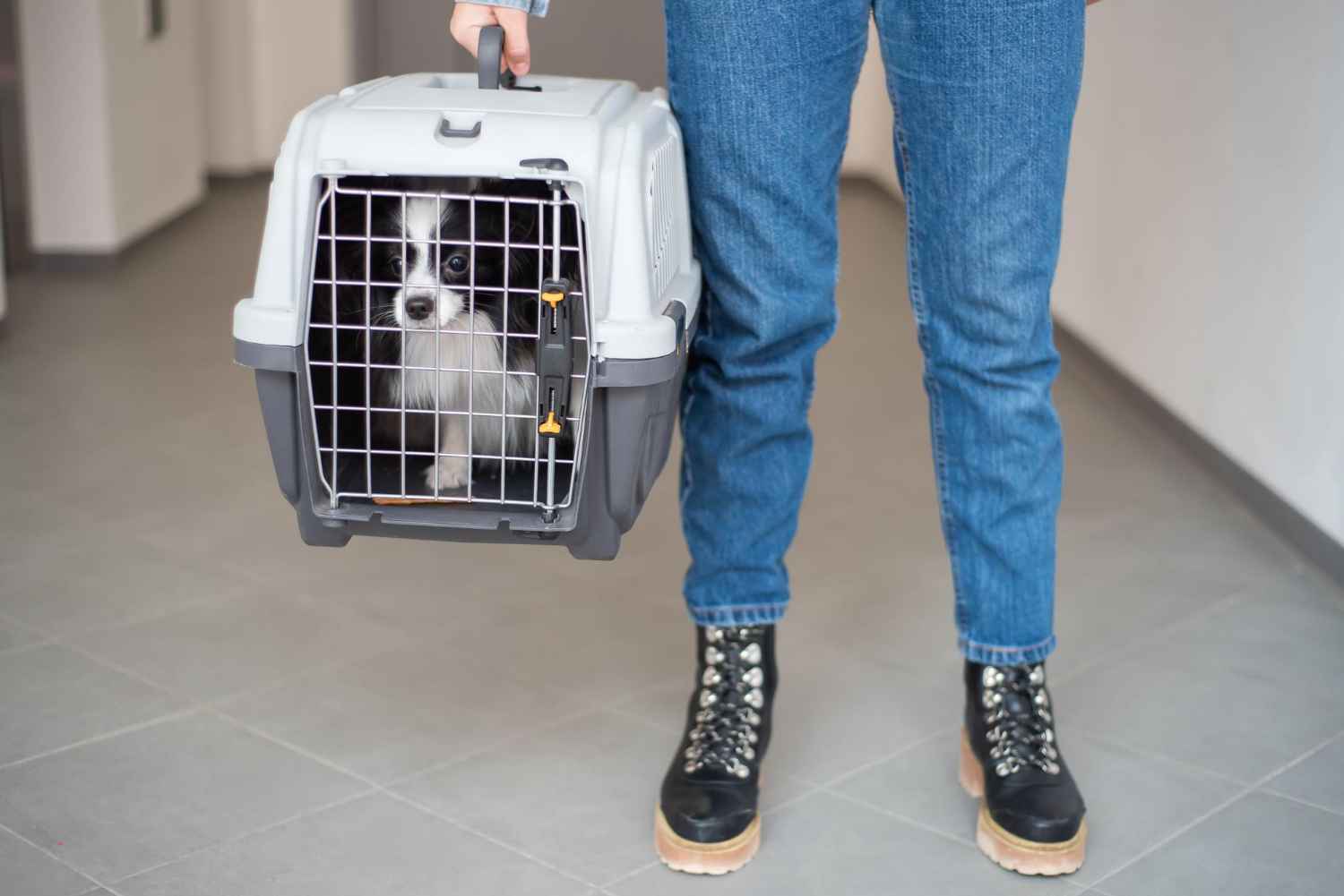 Pet in Climate Controlled Vehicle